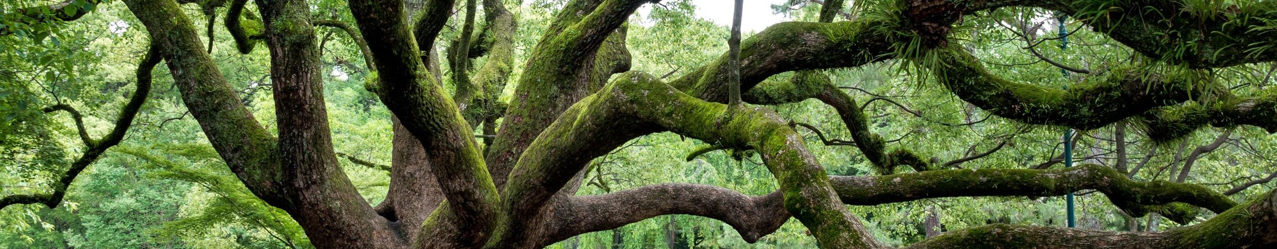 Huge tree with many low branches